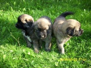 Leonberger Welpen