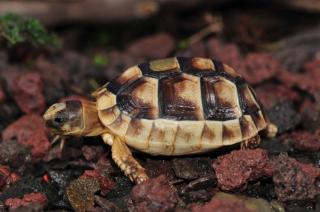 Breitrandschildkröte, Testudo marginata