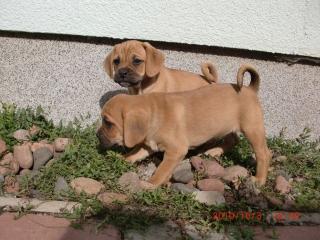 Pugglewelpen in beige