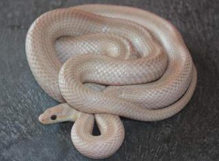 0. 1 pantherophis guttatus Kornnatter - Ghost Bloodred Striped 66 poss het. A