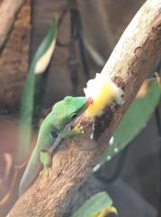 Pfauenaugengecko mit Terrarium