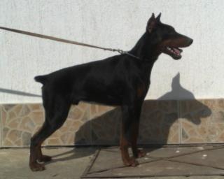 Dobermann Aragon 8 monate