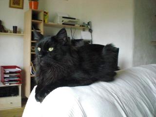 Maine Coon Kater Black smoke sucht neuen Wirkungskreis o. P