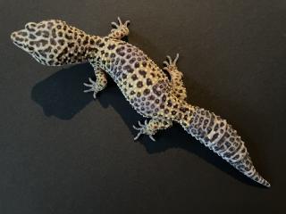 Leopardgecko Weibchen