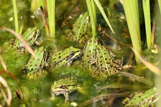 Froschlaich für meinen Teich Grasfrosch .