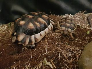 2 wundervolle Breitrandschildkröten auch mit komplettem Terrarium