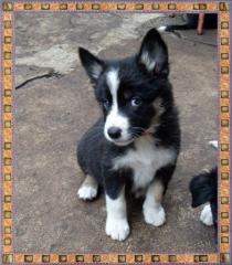 Border Collie Welpen