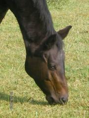 Trakehner, dunkelbraun mit Papieren zu verkaufen