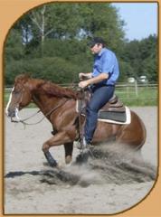 Training / Beritt Westernreiten FRÜHLINGSAKTION