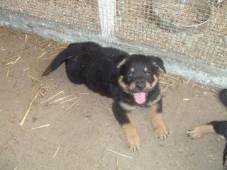 Rottweiler- Mischlinge