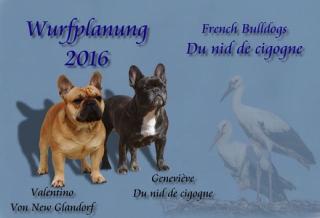 Französische Bulldoggen Wurfplanung Frühjahr 2021