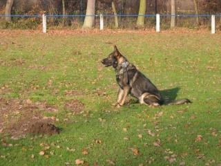 Schaeferhund-ausbildung. de