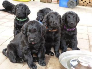 Flat Coated Retriever mit Stammbaum Verkauf