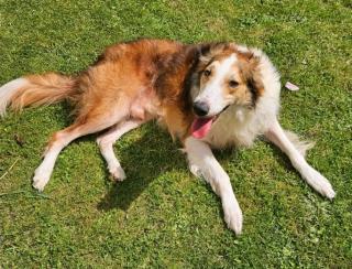 Windhund / Australian Shepherd Rüde abzugeben