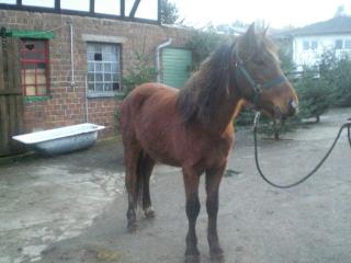 Massoun Welsh Cob im Arabertyp