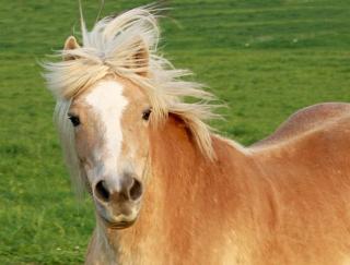 Biete Reitbeteiligung an Haflinger-Stute