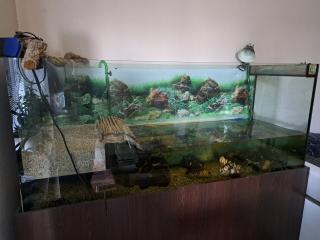 Wasserschildkröte incl Zubehör und Becken