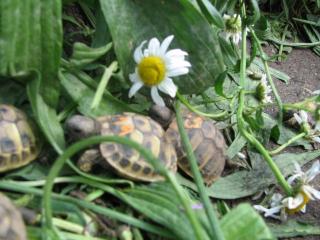 Griechische Landschildkröte und Breitrandschildkröte