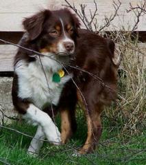 Roter Mini Aussie vermisst