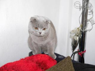 British Kurzhaar/ Scottish Fold Lilac Deckkater mit Stammbaum