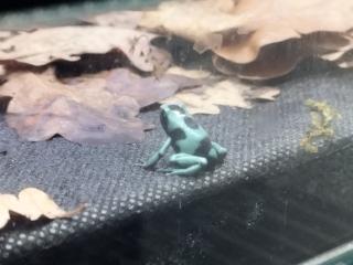 Dendrobates auratus El cope Baumsteiger Frosch