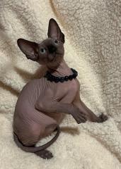 Kanadische Sphynx Kitten