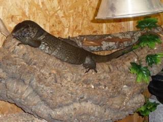 0. 1 Varanus dumerilii Dumerils Waran