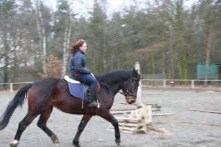 Schweres Warmblut