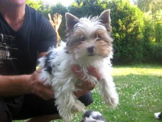 Biewer-Yorkshire-Terrier Rüde kleinbleibend