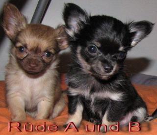 Chihuahua Rüden in black-tan und schoko