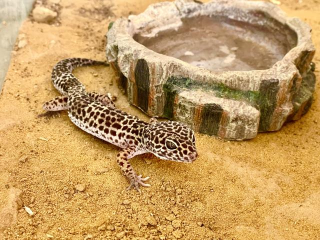 Leopardgecko weiblich 2 Jahre