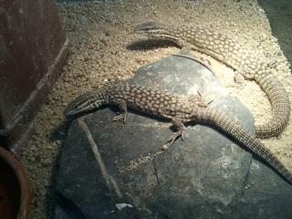 Varanus acanthurus Stachelschwanzwaran