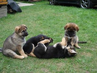 Tolle Schäferhund Welpen 25 Husky, 8 Wochen alt