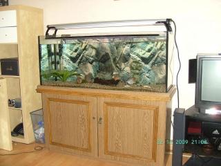 Komplett Aquarium 240 Liter mit 5 Roten Piranhas 2 welse