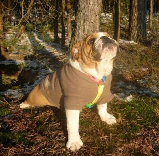 Sorgenkind Trudi, engl. Bulldogge, 10 Wochen