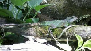 Grüne männliche Wasseragame abzugeben