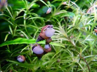 20 Thiara winteri - gestachelte Turmdeckelschnecke - falsche Nöppi