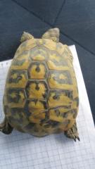 1 Griechische Landschildkröte T. H. B. , männlich, 12 Jahre alt