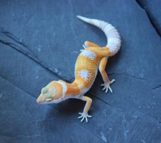 Leopardgeckos HP AKTUALISIERT