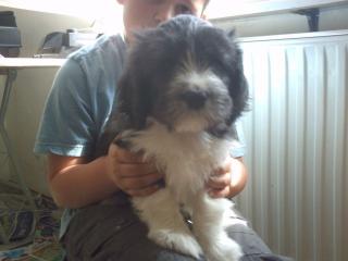 Schapendoes-Bearded Collie Welpen suchen neuen Wirkungskreis