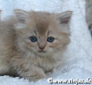 BLH-Britisch Langhaar Katzenbaby fawn golden shaded mit grünen Augen