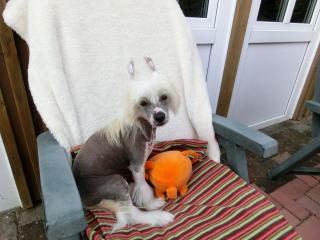 Chinese Crested, Welpe- Rüde, hairless