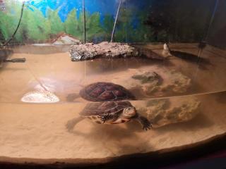 2 Wasserschildkröten Gelbwangen mit Zubehör