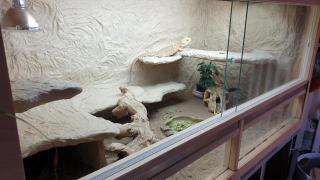 Bartagame mit Terrarium / Terrarium / Bartagame