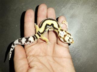 Leopardgecko Männchen