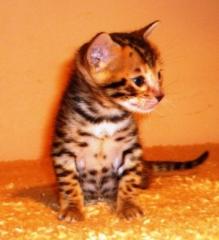 Exzellente Bengal Kitten von der seriösen Zucht mit Stammbaum, aus der Nähe