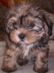 Yorki Shih Tzu Mix weiblich