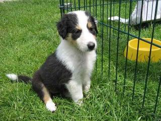 Collie s Lassie suchen einen neuen Besitzer