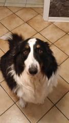 Bordercolli Australian Shepherd Mix Hund