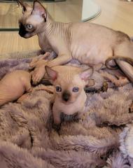 Canadische Sphynx Kitten